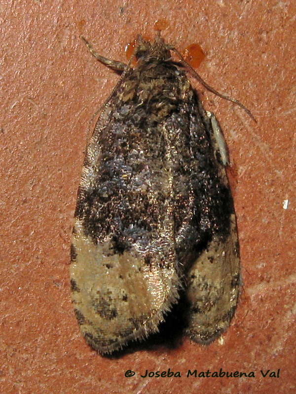 Tortricidae :  cfr. Hedya ochroleucana